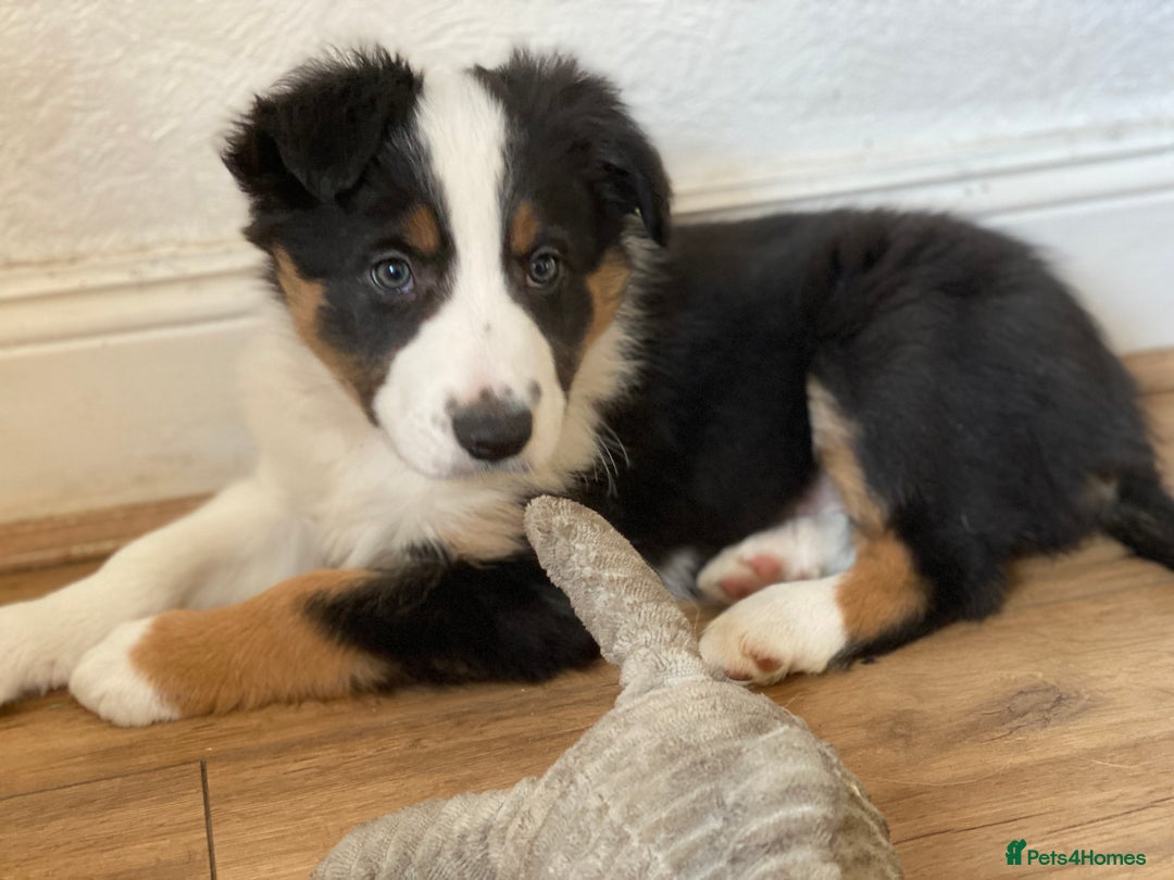Border Collie dogs for sale: Border Collie Puppies | Health Tested Parents - Advert 12