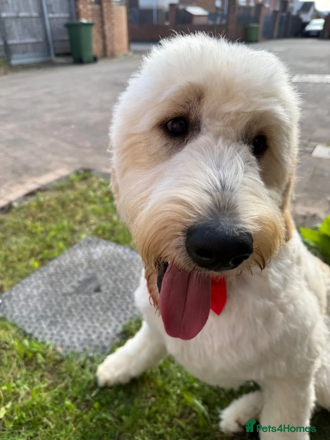 Goldendoodle dogs for sale: 1Y Doodle  - Advert 4