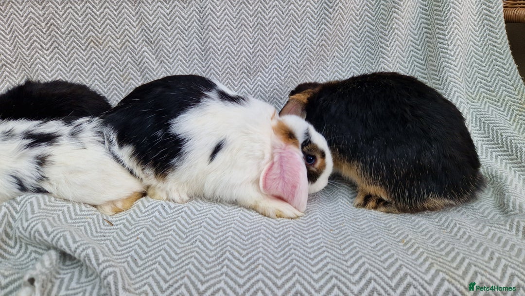 Mini Lop rabbits for sale: Mini Lop Male Rabbits - Image 8