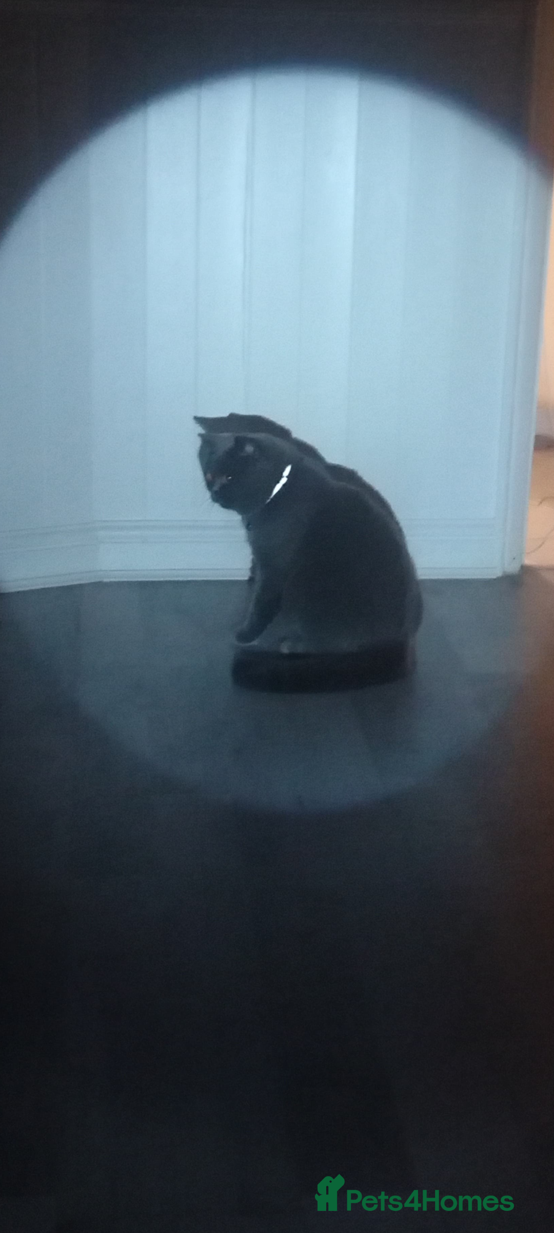 British Shorthair cats for sale: Female British short hair for sale - Image 4