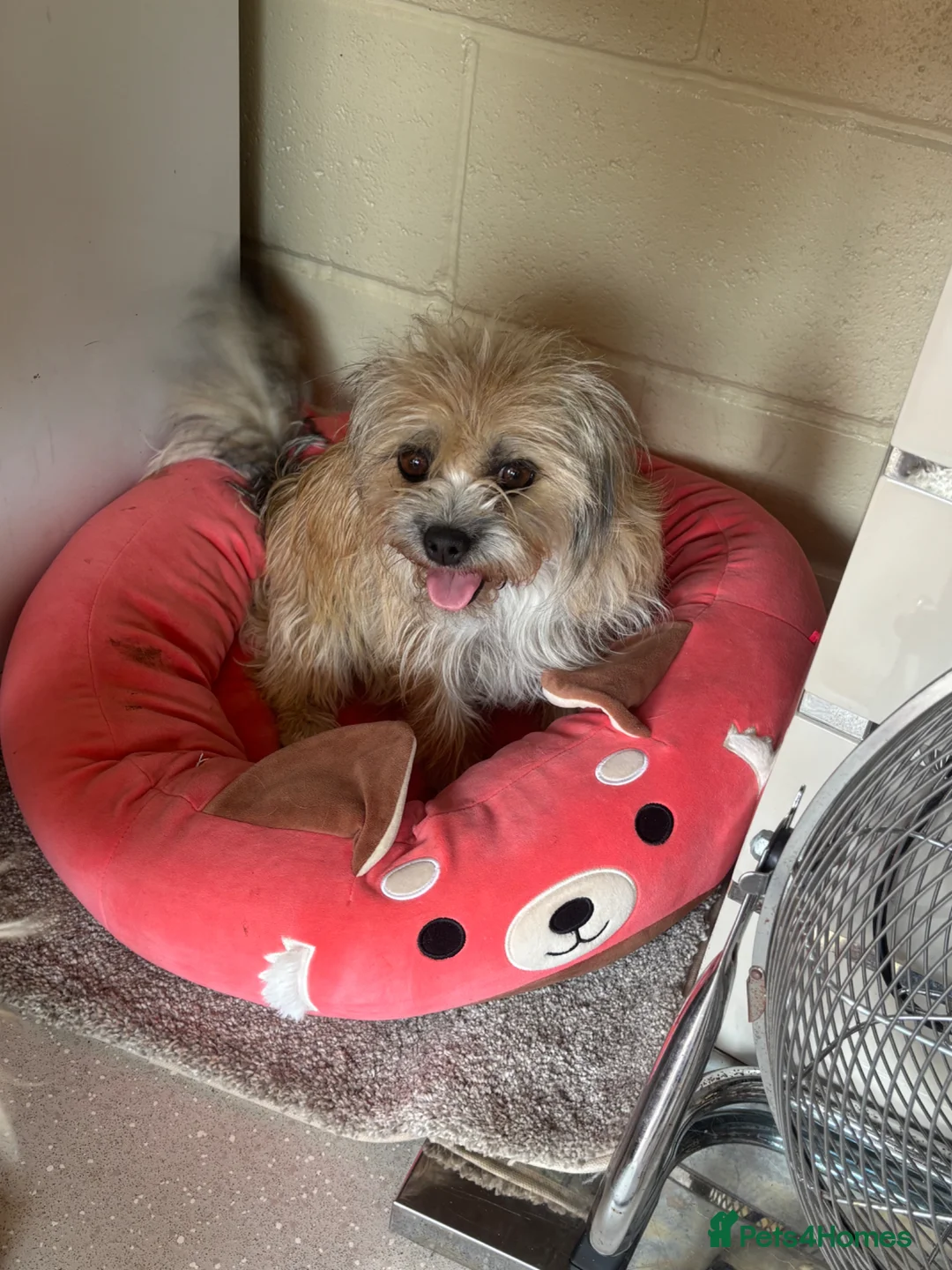 Mixed Breed dogs for sale: 2 female Shih Tzu x Jack Russell - Advert 1