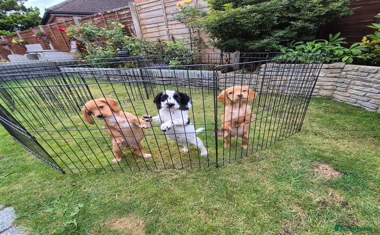 Cocker Spaniel dogs - Advert 12
