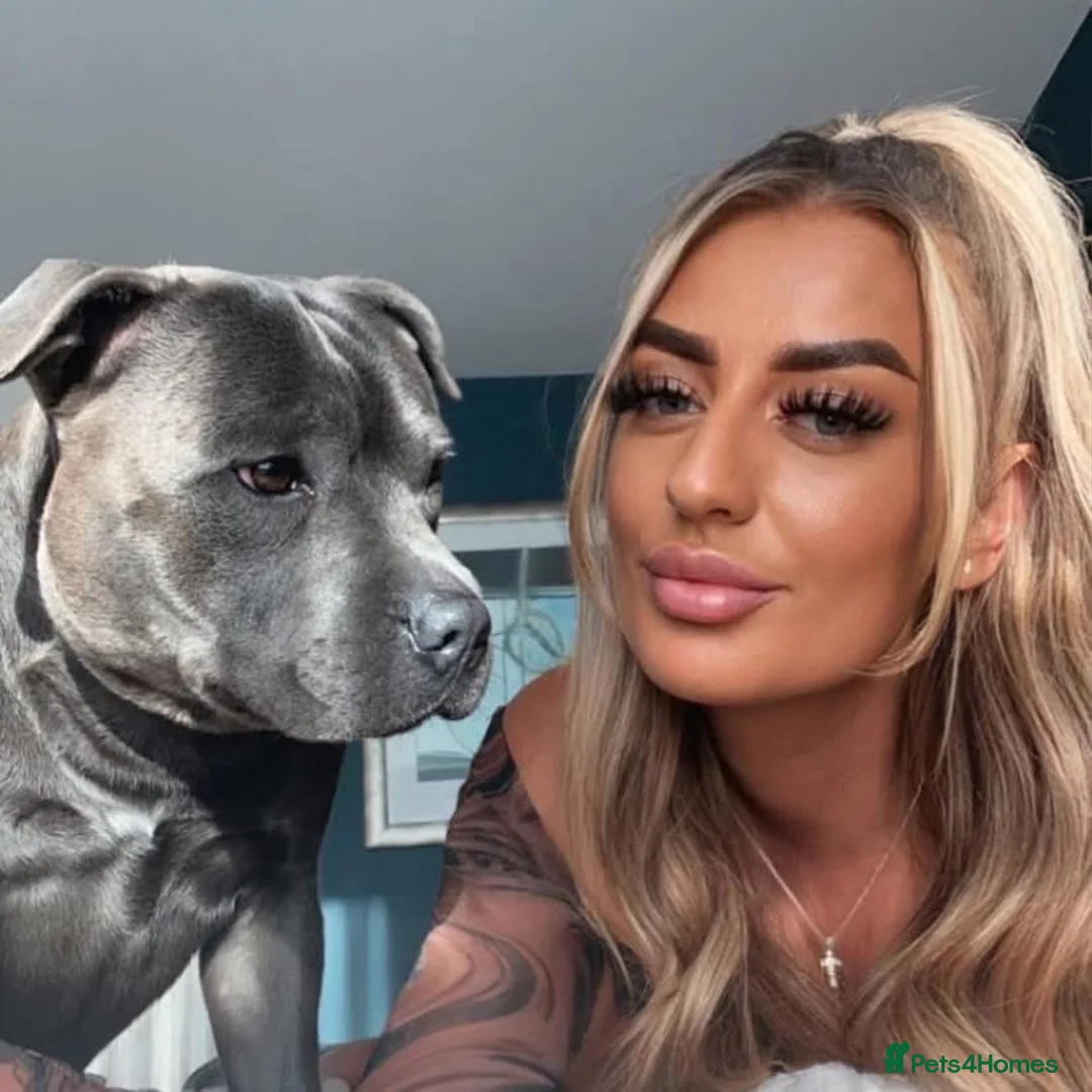 Staffordshire Bull Terrier dogs for sale: Hero needs a loving home - Advert 3