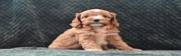 Cavapoo dogs for sale: Toy F1 Cavapoo Puppies Fully Dna Clear. - Advert 6