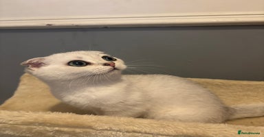 Scottish Fold cats - Advert 4
