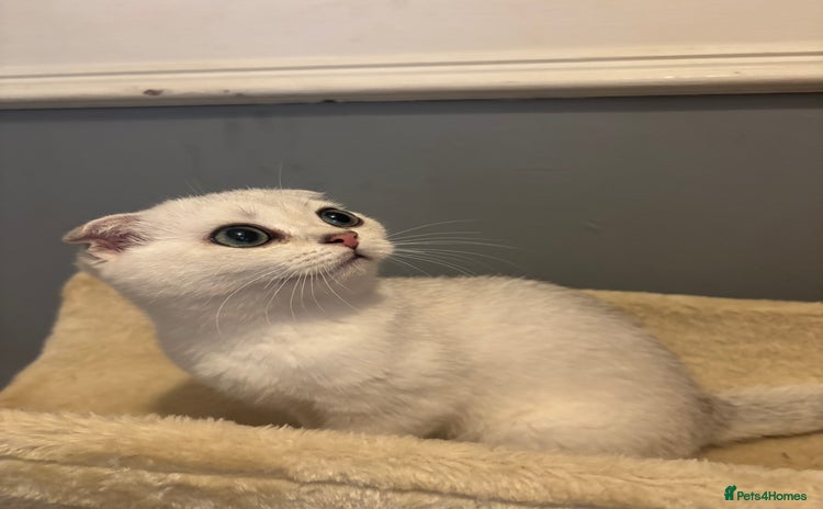 Scottish Fold cats - Advert 2