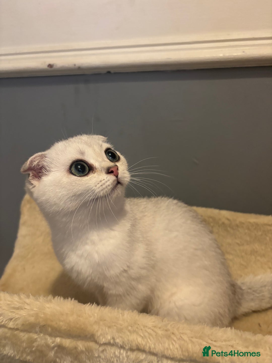 Scottish Fold cats for sale: SCOTTISH FOLD FEMALE KITTENS - Image 1