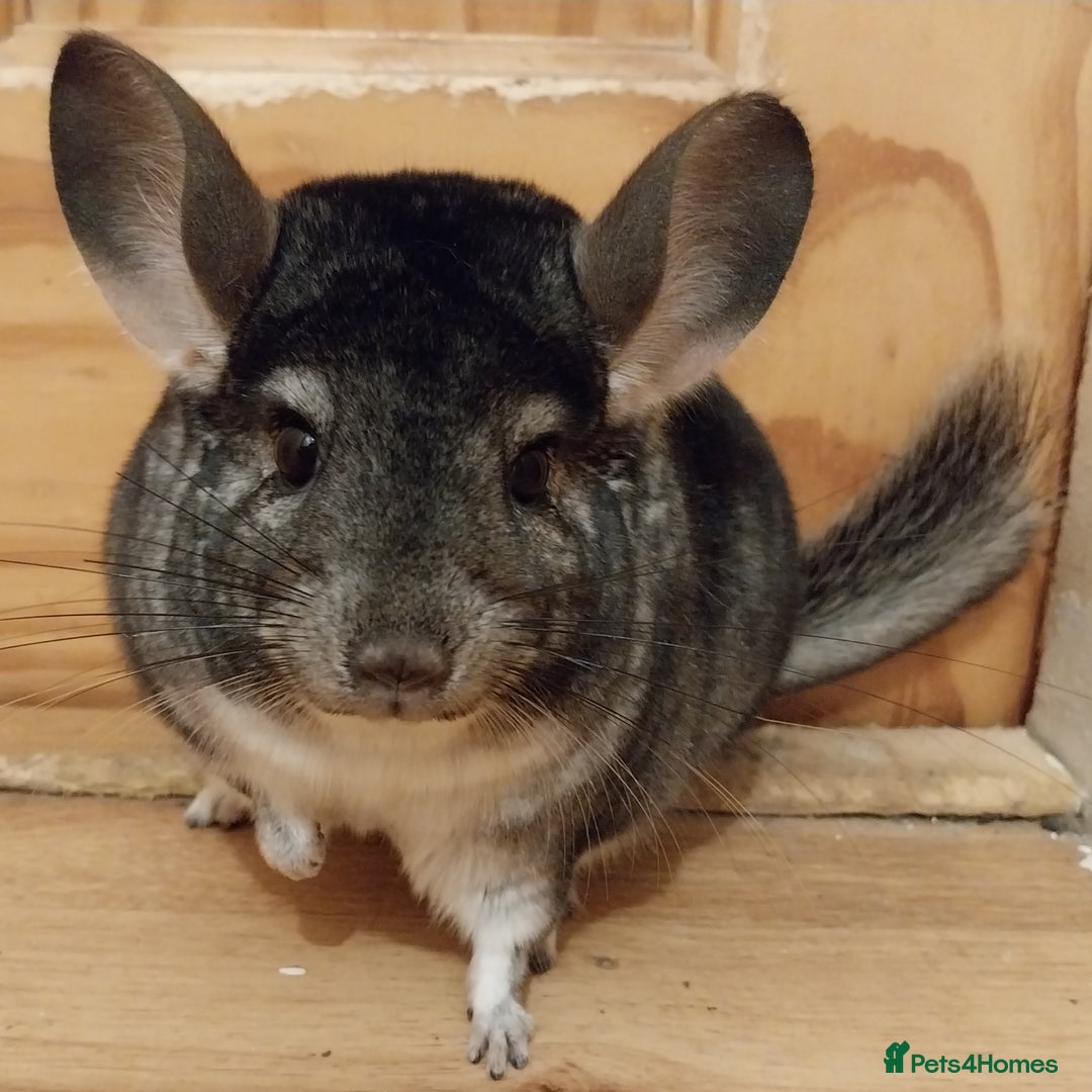 Chinchilla rodents for sale: Female chinchilla called Angel  - Advert 6