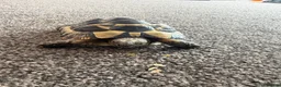 Tortoise reptiles for sale: Free tortoise in Harlow - Advert 2
