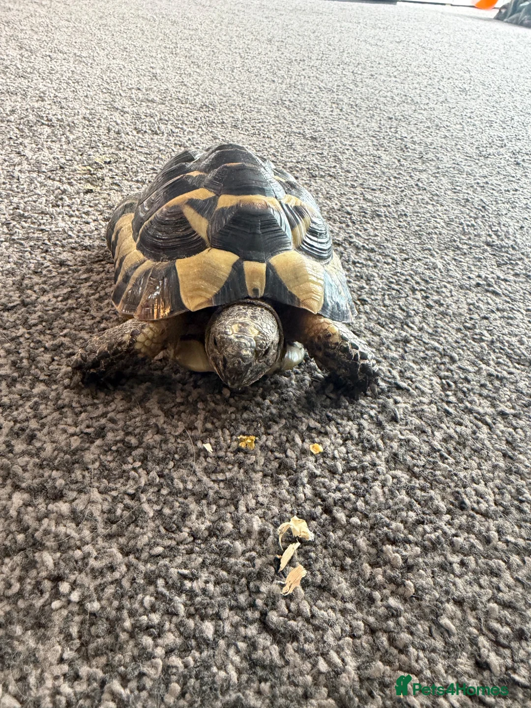 Tortoise reptiles for sale: Free tortoise in Harlow - Advert 2