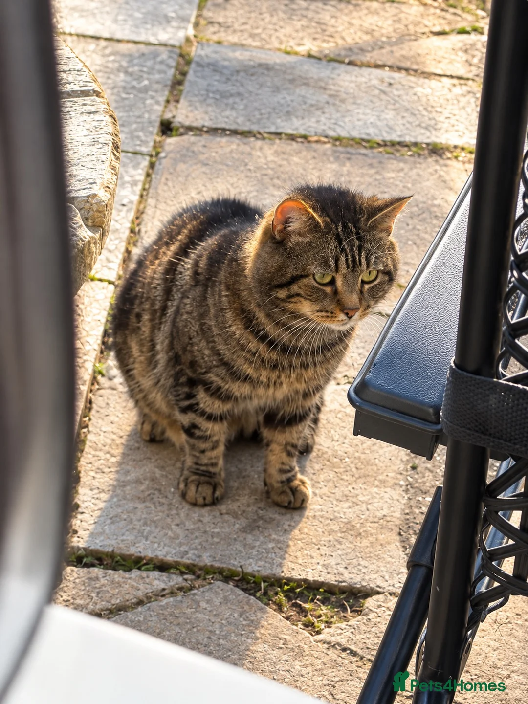 British Shorthair cats for sale: British shorthair X tabby x2 Girls  in Ross-on-Wye - Advert 2