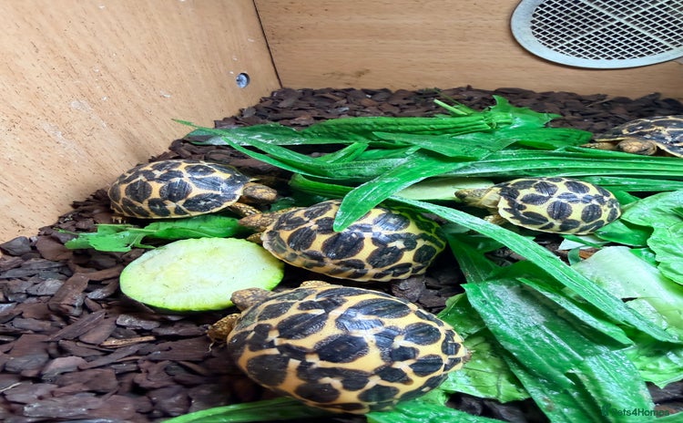 Tortoise reptiles - Advert 11