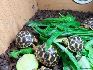 Tortoise reptiles - Advert 11