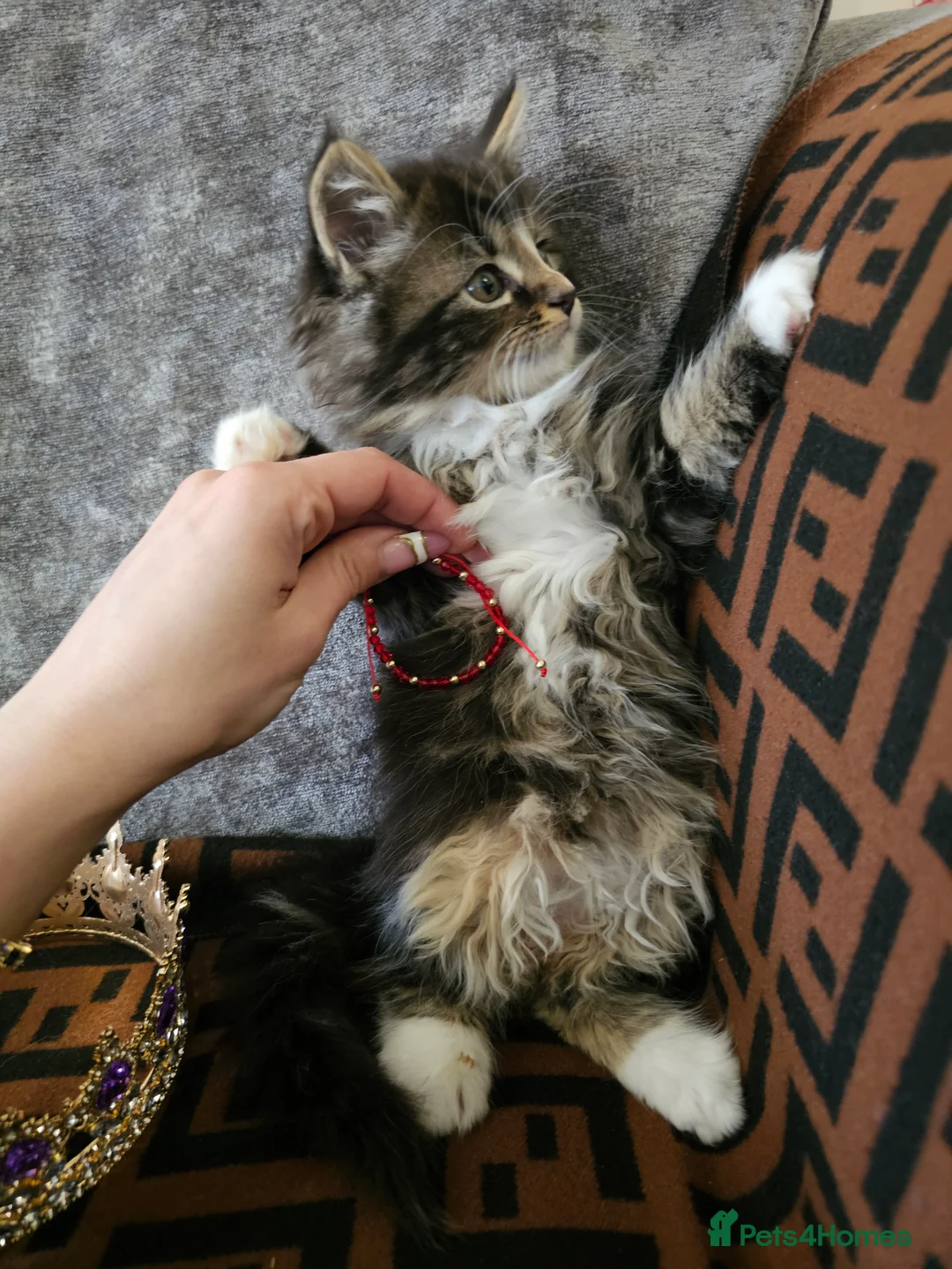 Maine Coon cats for sale:  Beautiful Siberian x Maine Coon Kittens Available - Advert 4