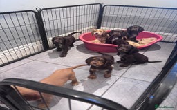 Cocker Spaniel dogs for sale: Working cocker spaniels puppies kc reg - Image 12