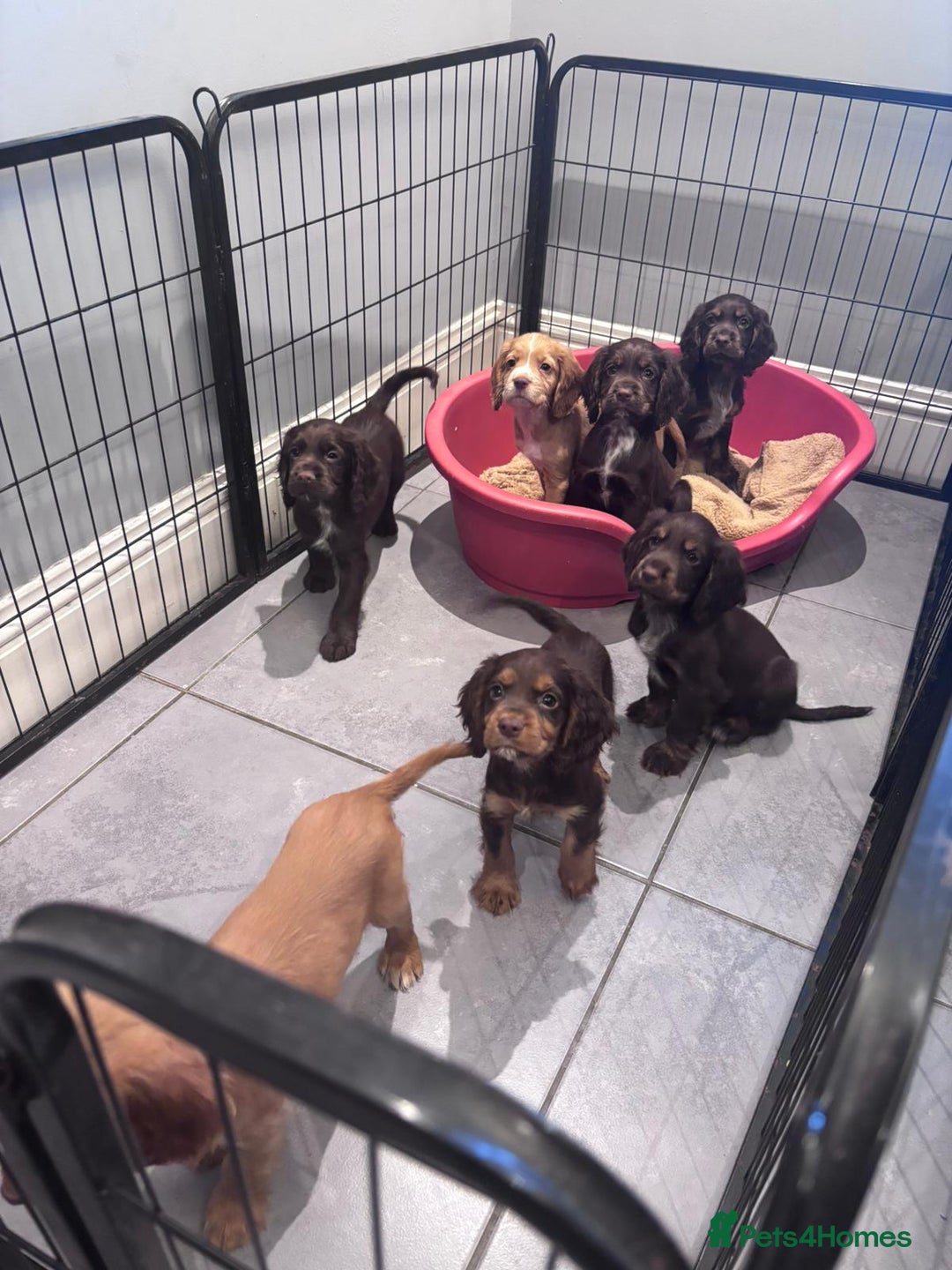 Cocker Spaniel dogs for sale: Working cocker spaniels puppies kc reg - Image 12