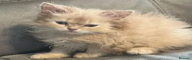 Persian 2