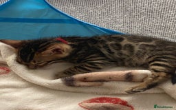 Bengal cats for sale: Absolutely beautiful pure bengals - Image 4