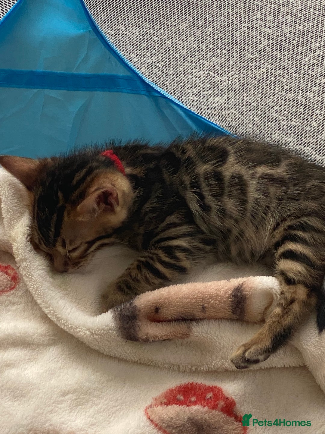 Bengal cats for sale: Absolutely beautiful pure bengals - Image 4