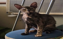 Sphynx cats for sale: Sphynx x Siamese kittens - Image 3