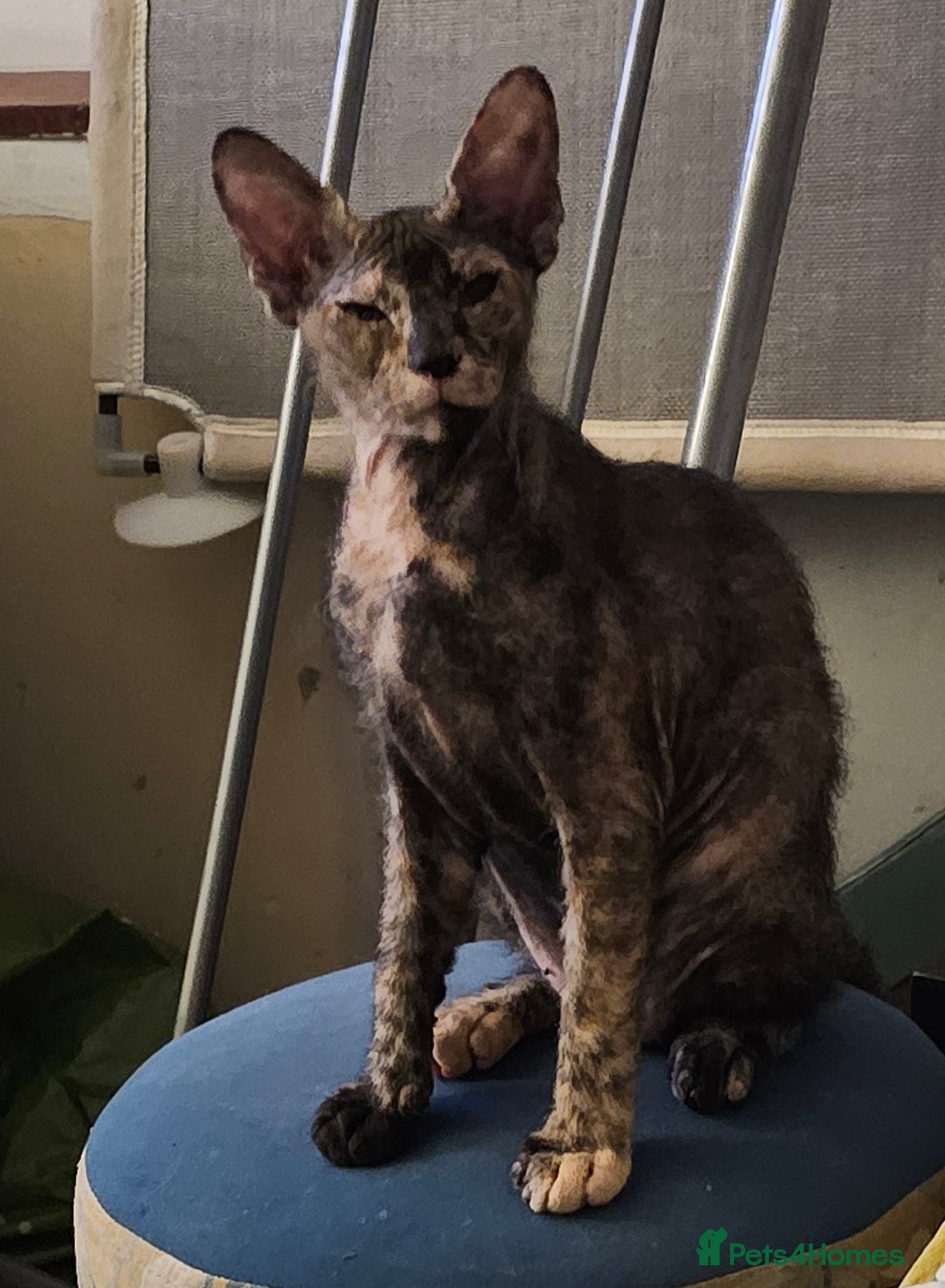 Sphynx cats for sale: Sphynx x Siamese kittens - Image 3
