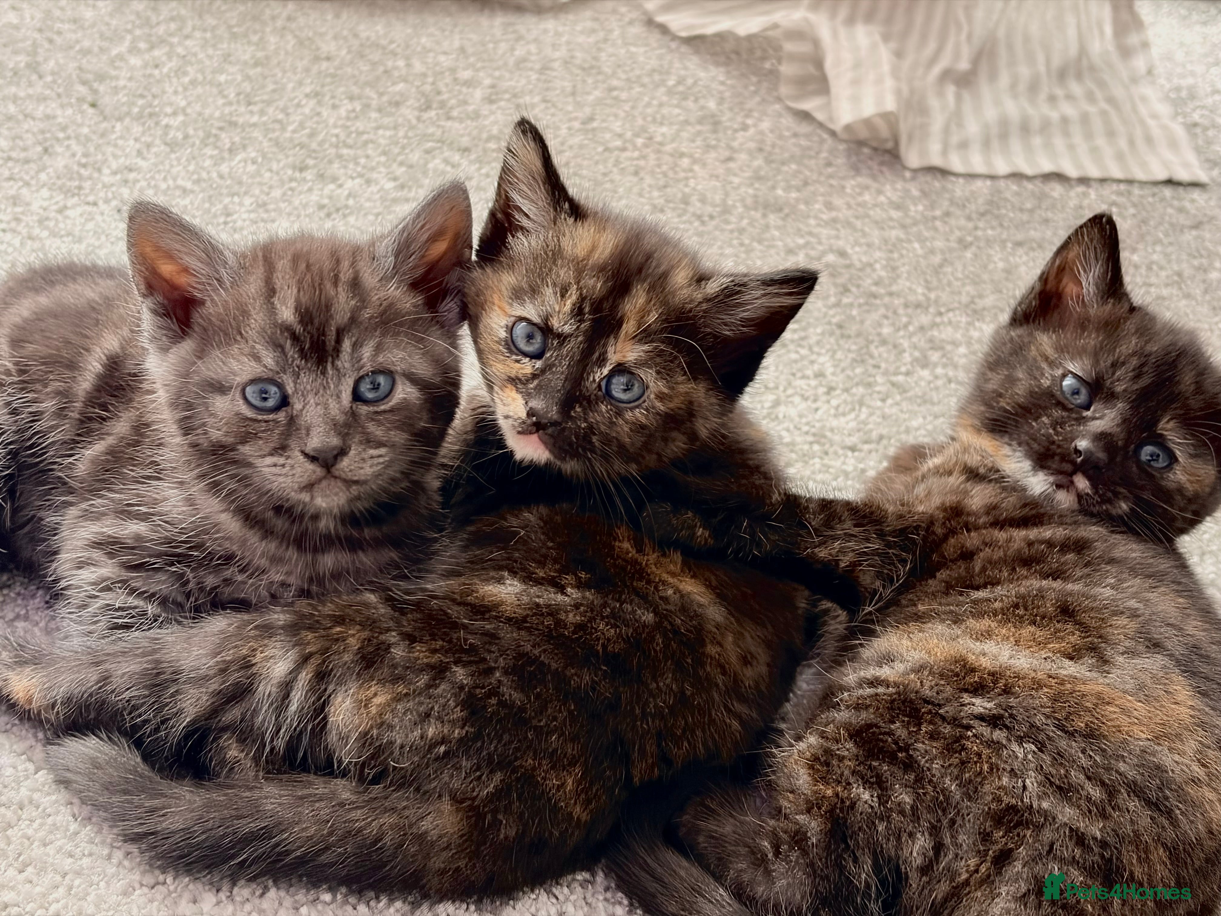 Mixed Breed cats Beautiful female tortoiseshell kittens  - Advert 1