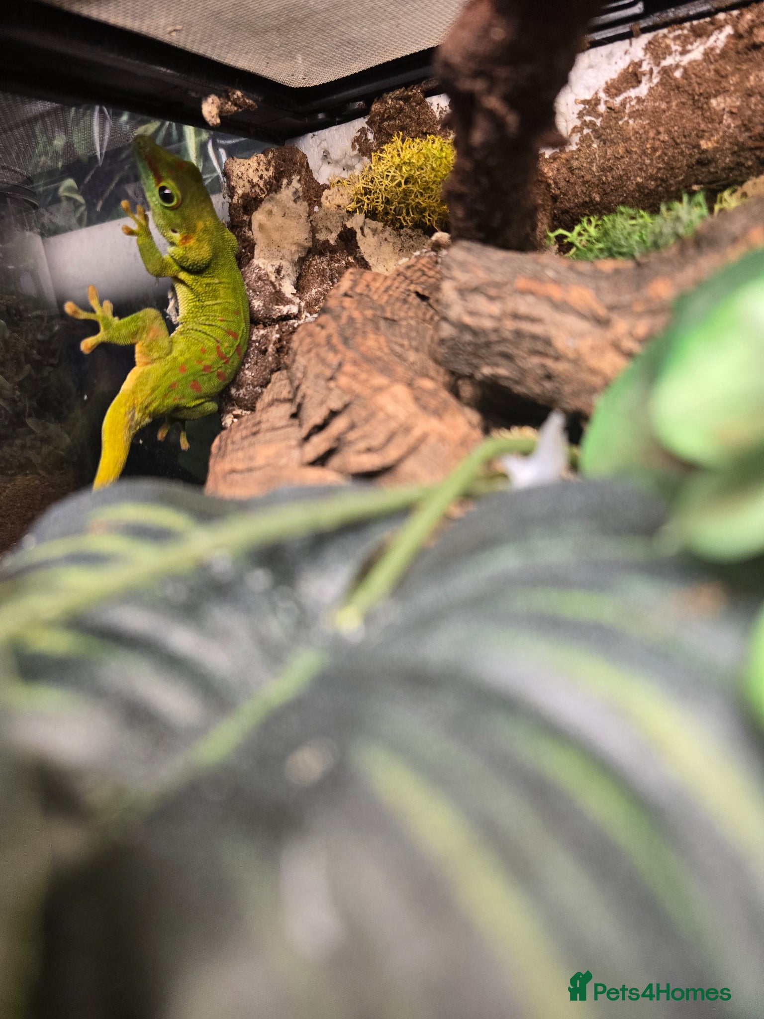 Mixed Breed reptiles for sale: Reptiles, Tarantulas & Enclosures for Sale in Bradford - Advert 8
