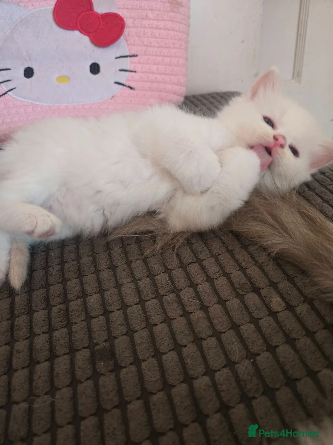 Ragdoll cats for sale: Xx Male Ragdoll kitten xX - Advert 2