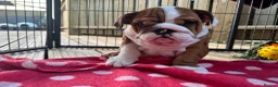 English Bulldog dogs for sale: Beautifully bred English bulldogs  - Advert 18