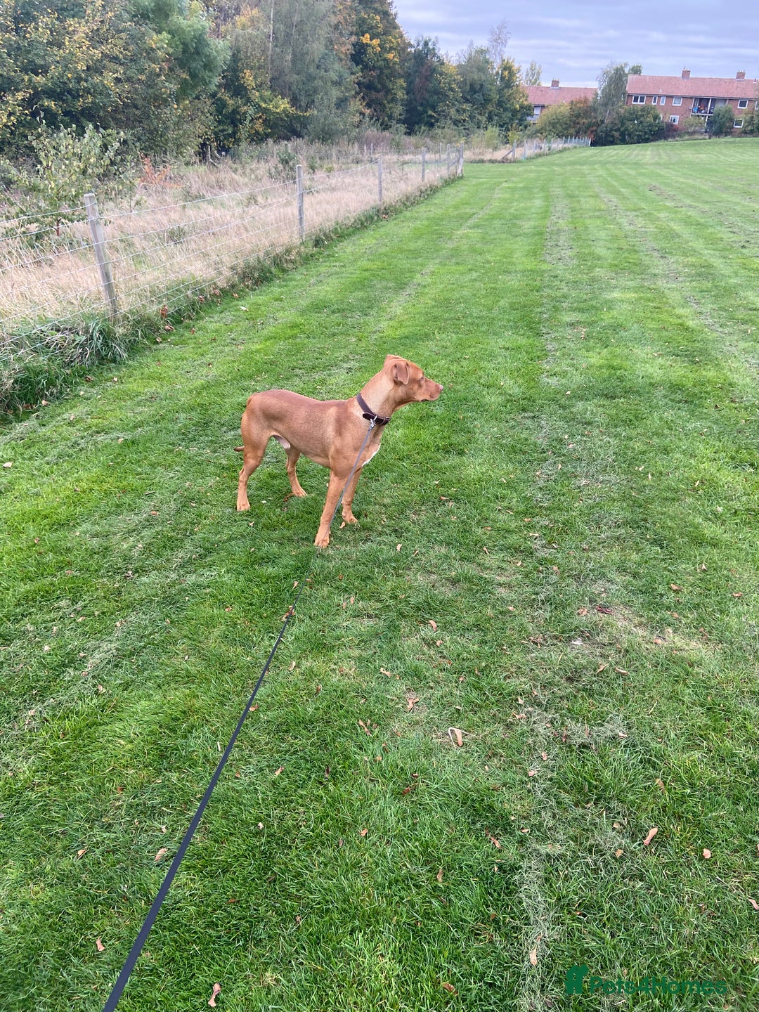 Mixed Breed dogs for sale: Dog for sale  - Advert 3