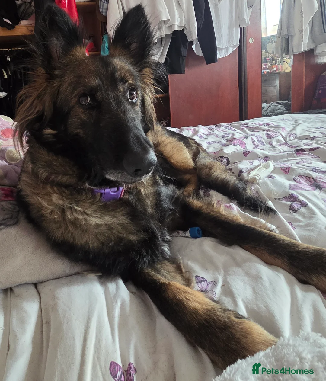 German Shepherd dogs for stud: Stud needed ASAP for my German shepherd - Advert 3