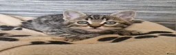 Mixed Breed cats for sale: 4 bengal cross kittens - Advert 6