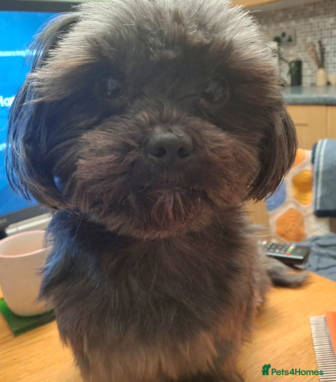 Shorkie dogs for sale: Yorkie shih tzu puppies  - Advert 9