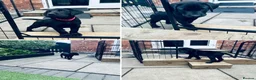Labrador Retriever dogs for sale: X2 beautiful black male Labrador retrievers - Advert 3