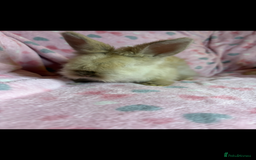 Angora rabbits for sale: Gorgeous fluffy little angora baby bunnies - Image 4