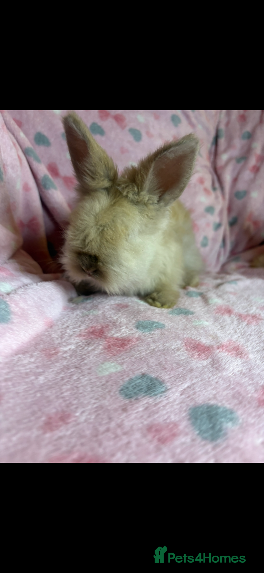 Angora rabbits for sale: Gorgeous fluffy little angora baby bunnies - Image 4