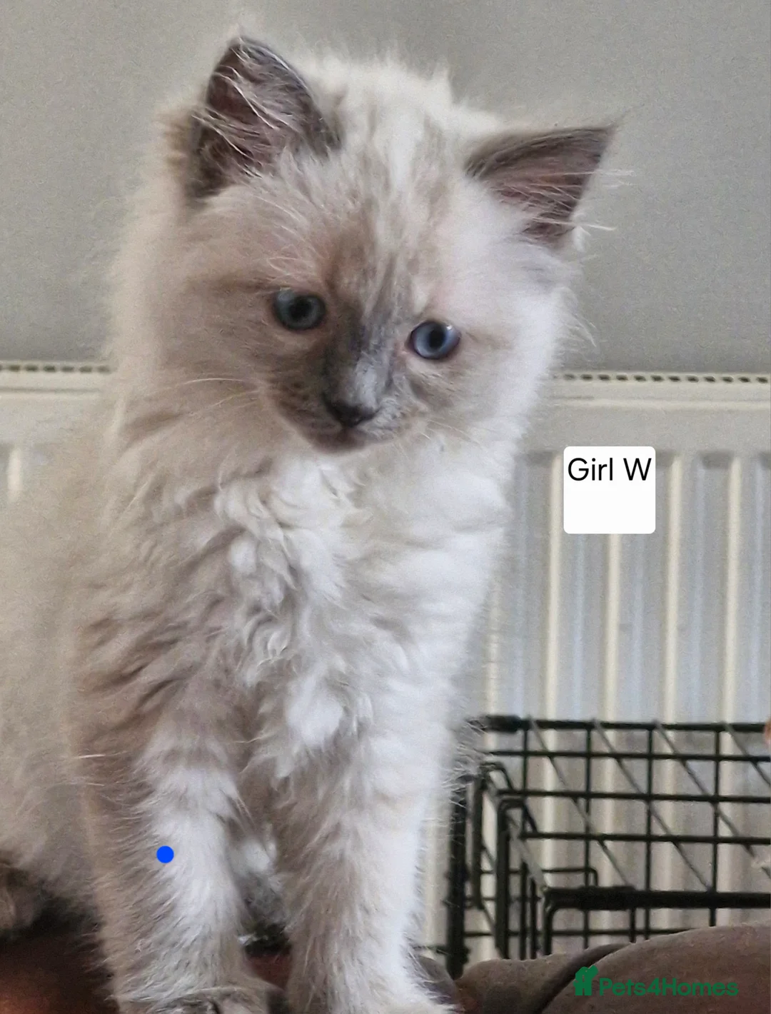Ragdoll cats for sale: Pute bred Bluepoint ragdoll kittens - Advert 11