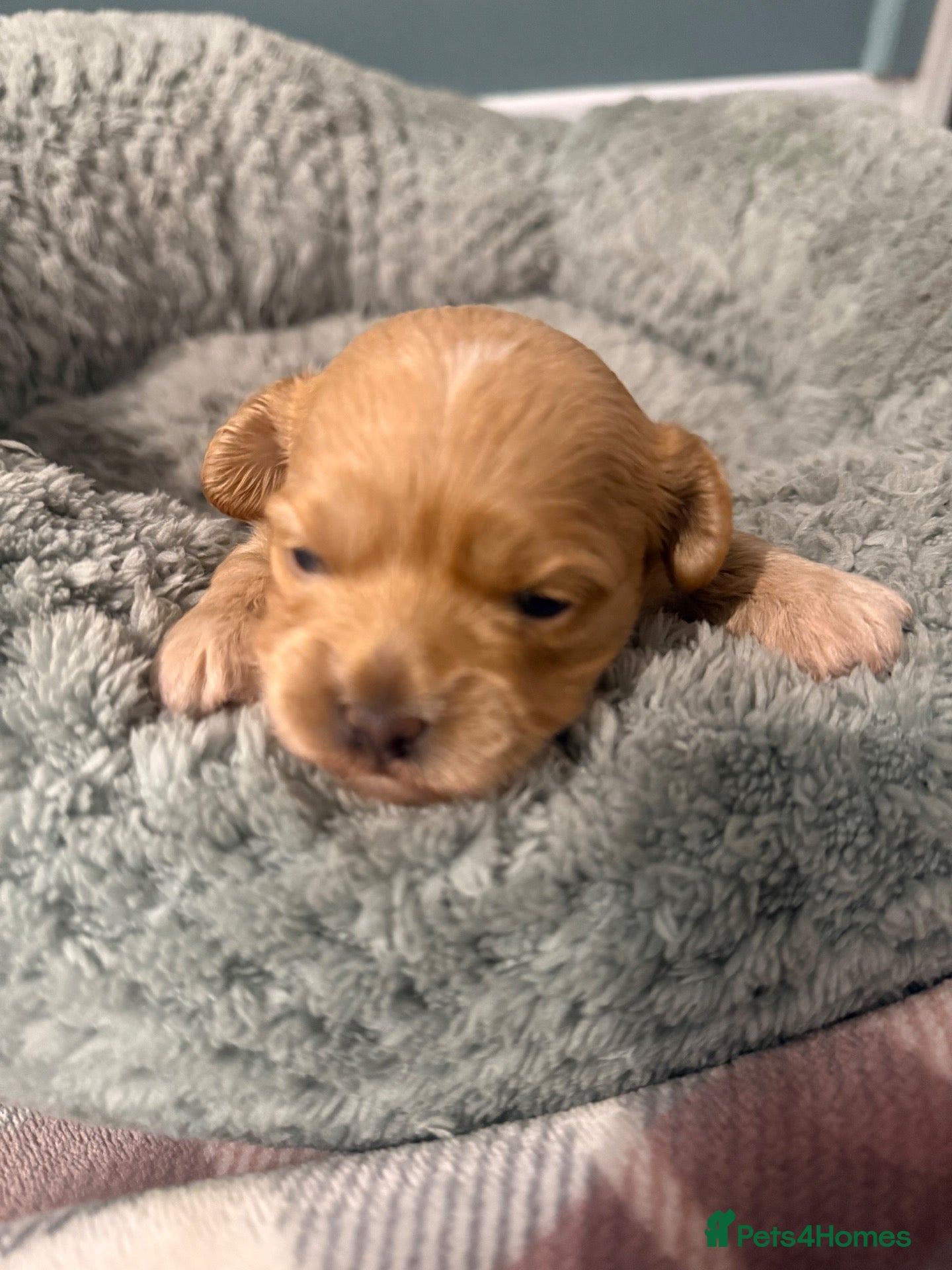 Maltipoo dogs Top class miniature maltipoo puppies - Advert 16