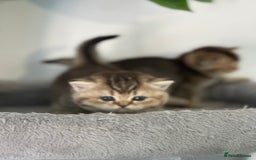 British Shorthair cats for sale: KITTENS AVAILABLE FROM CHAMPION GOLDEN LINES 🐻⭐️ - Image 1