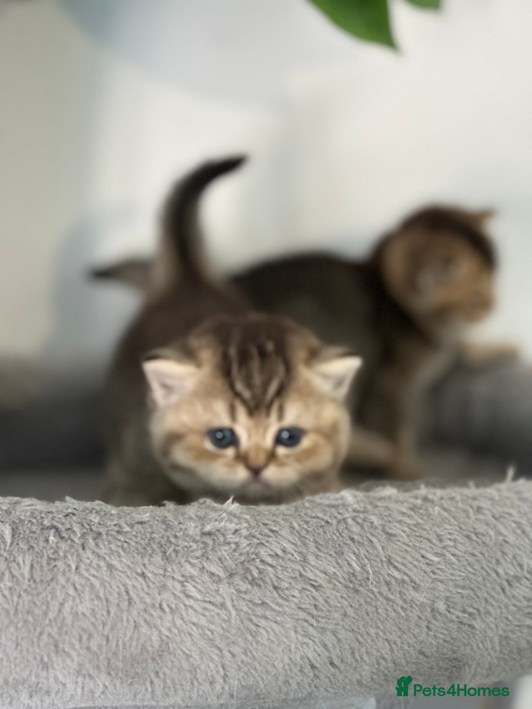 British Shorthair cats for sale: KITTENS AVAILABLE FROM CHAMPION GOLDEN LINES 🐻⭐️ - Image 1