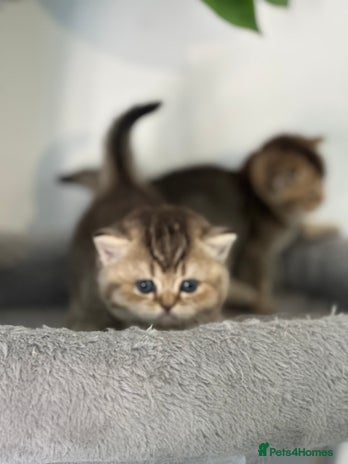 British Shorthair cats - Advert 16