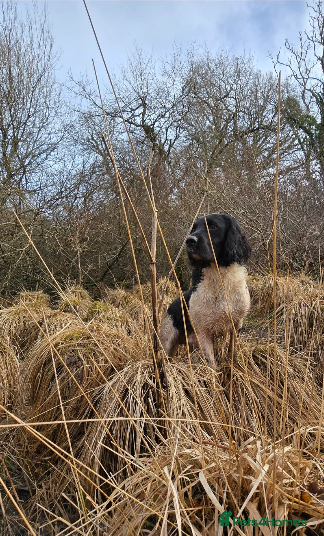 English Springer Spaniel dogs for stud: Lord Shiya at Stud - Advert 1