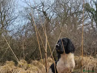 English Springer Spaniel dogs Lord Shiya at Stud - Advert 10