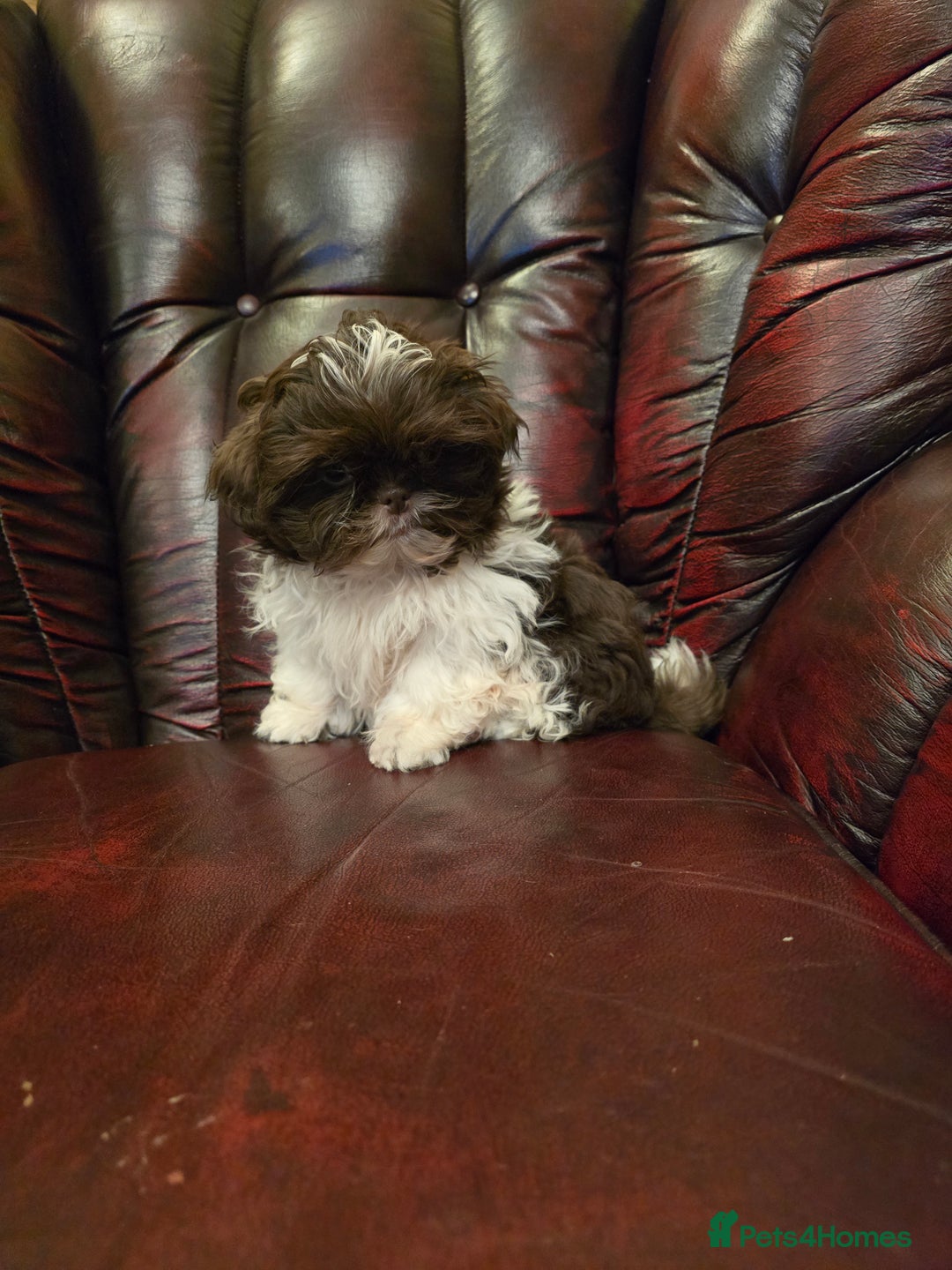 Shih Tzu dogs for sale: Stunning shih tzu - Advert 19
