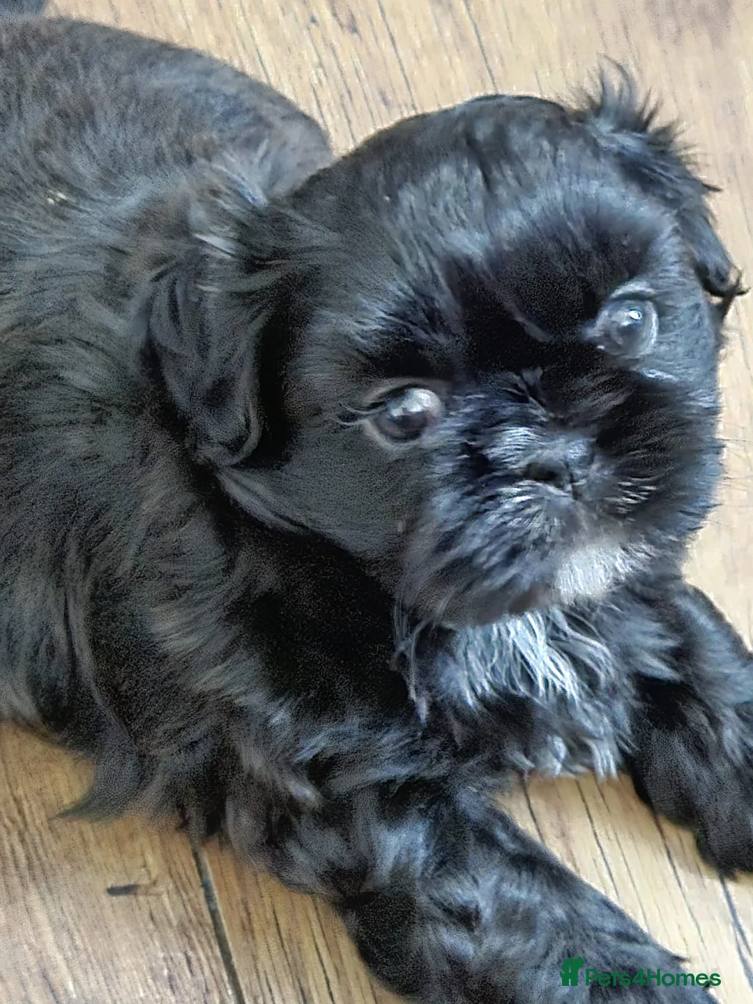 Shih Tzu dogs for sale: Imperial shih tzu puppies  - Advert 11