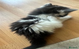 Ragdoll cats for sale: Beautiful ragdoll x British long hair kittens sale - Image 2