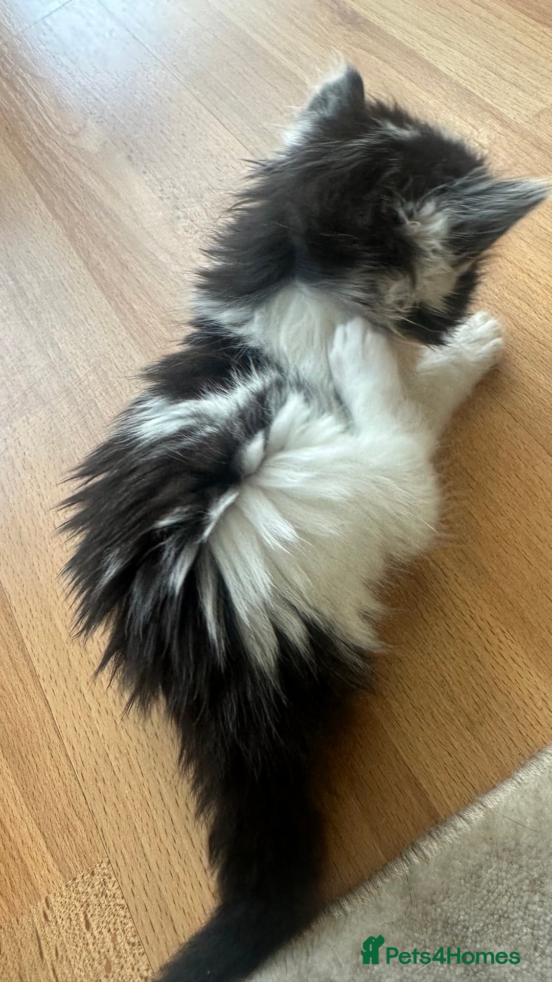 Ragdoll cats for sale: Beautiful ragdoll x British long hair kittens sale - Image 2
