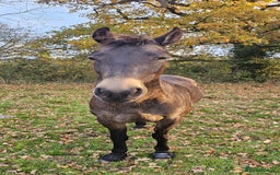 Andalusian horses for sale: Full or Part Loan - Advert 20