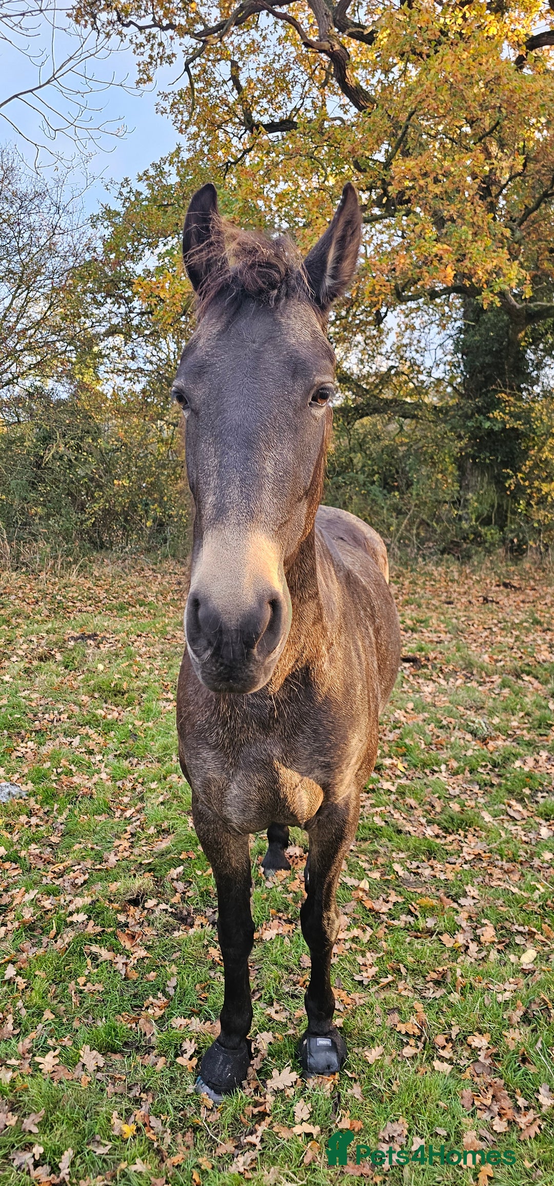 Andalusian horses for sale: Full or Part Loan - Advert 20