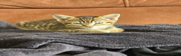 Domestic Shorthair cats for sale: 5 beautiful tabby kittens for Sale!!! - Advert 20
